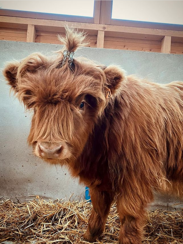 Thibaut Pinot has a new cow