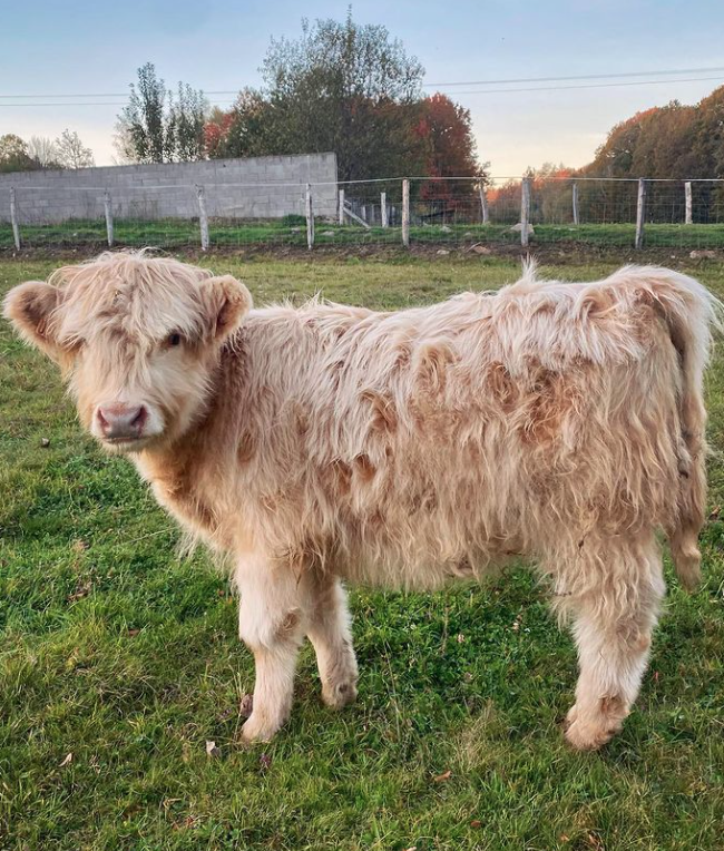 Thibaut Pinot has a new cow