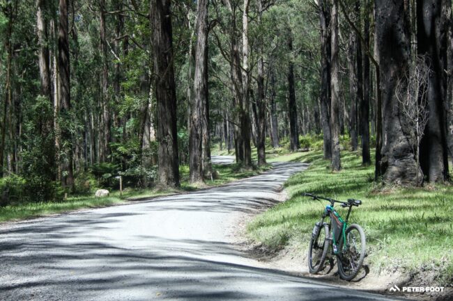 Best of 2021: A ride of loss, love, and longing among the mountain ash