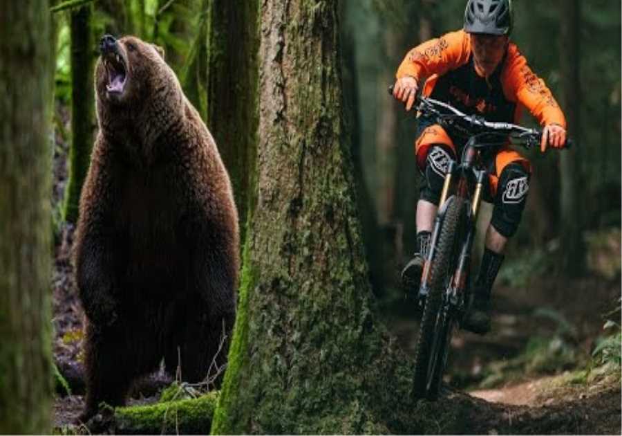 Grizzly Bear Chases a Mountain Biker