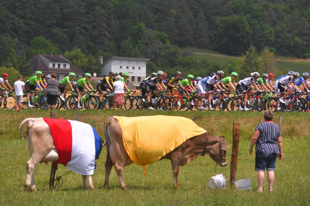 Tour de France Stage 19 Shortened Due to Contagious Disease Outbreak Amongst Local Cattle
